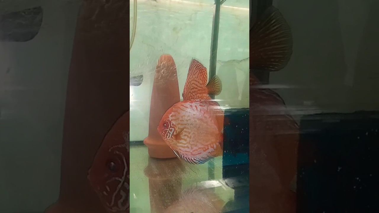 Ещё одна пара Дискусов отнерестилась #aquarium #аквариумныерыбки #discus #дискусы смотреть онлайн