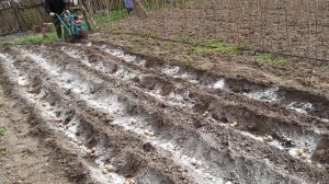 Посадка картофеля под окучник