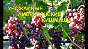 Кишмишные сорта винограда Столетие и Красное пламя