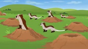 Черноногий харëк. Братья Кратт: Зов Природы. Новая серия. Канал Детишки