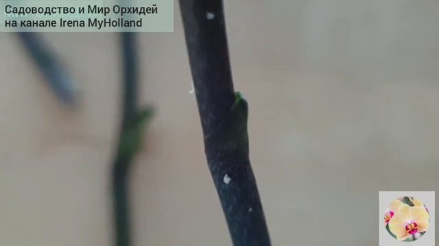 Через 5 дней появились детки/ Черенкование орхидей смотреть онлайн