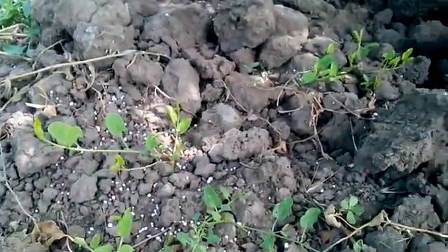 Как удобрять инжир смотреть онлайн