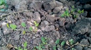 Как удобрять инжир