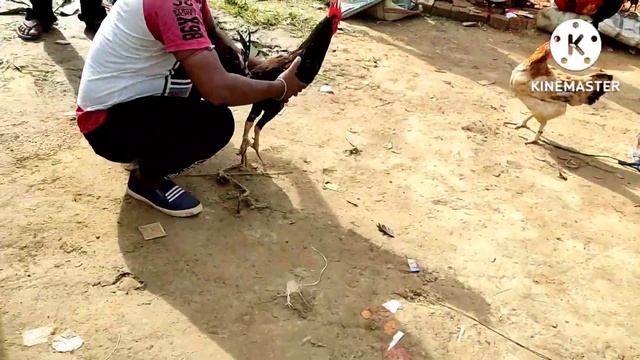 Aseel parrot beak long tail all tipe of murga cheapest haat nadia west Bengal | 2022 deal of the da смотреть онлайн
