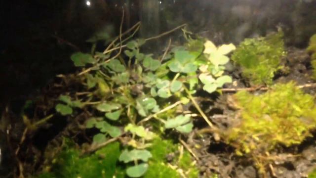 ВЕЧНЫЙ ТЕРРАРИУМ смотреть онлайн