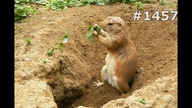 #1457. Суслики и сурки (В мире животных) смотреть онлайн