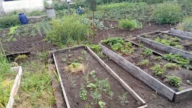 Влог дачный, ограничение света, тыквы, шиповник, синоптики как всегда не отгадали с погодой? смотреть онлайн