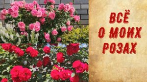 ПРИГЛАШАЮ НА ЦВЕТЕНИЕ РОЗ. МОЙ УХОД, СОРТА, ПРЕПАРАТЫ, УДОБРЕНИЯ.