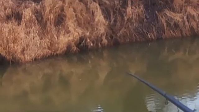 Ловля плотвы в проводку на р. Мерея. Поклевки с противоположного берега. смотреть онлайн