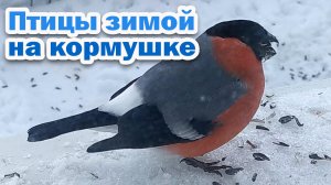 ПТИЦЫ ЗИМОЙ на кормушке I Ленинградская область