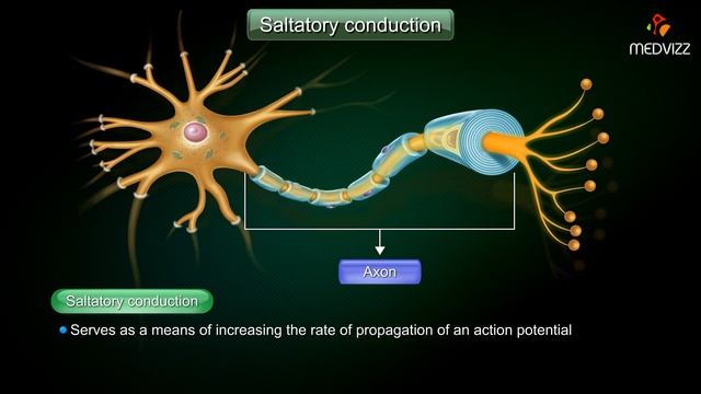Saltatory conduction - Conduction through Myelinated nerve fiber : Physiology medical animations смотреть онлайн