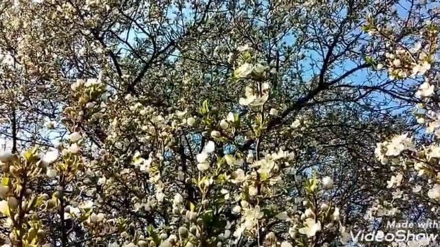 Цветущие деревья весной. смотреть онлайн