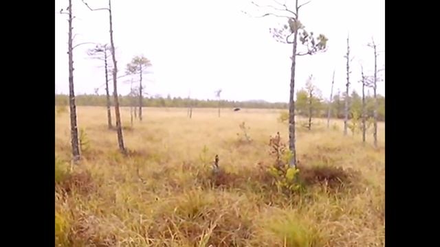 в избушку/ в тайгу/Болото/клюква/Печь экономка/Быт/ смотреть онлайн