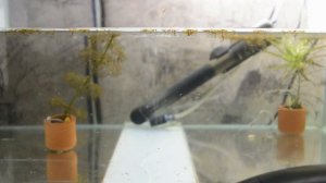 Разведение Жемчужного Гурами