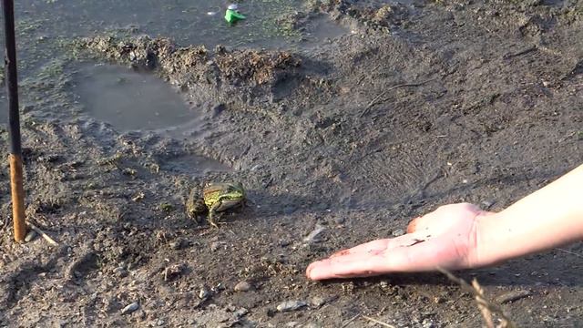 Природа в гармонии: музыка души