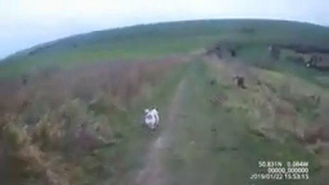 карликовые пинчеры,джек рассел и хаски помесь смотреть онлайн