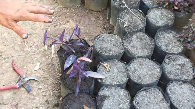 Como reproducir la planta Niña en barco (tradescantia pallida) смотреть онлайн