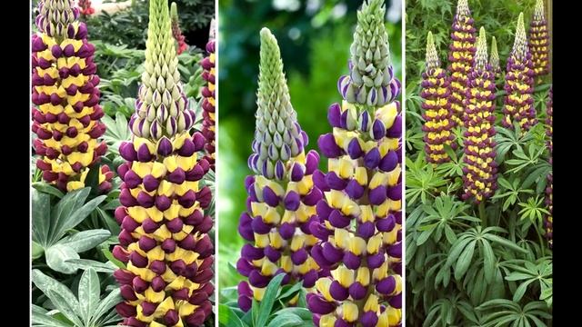 11 ЯРКИХ МНОГОЛЕТНИКОВ Цветущие ВСЁ ЛЕТО / НЕПРИХОТЛИВЫЕ и ОБИЛЬНОЦВЕТУЩИЕ Многолетние Цветы смотреть онлайн