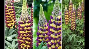 11 ЯРКИХ МНОГОЛЕТНИКОВ Цветущие ВСЁ ЛЕТО / НЕПРИХОТЛИВЫЕ и ОБИЛЬНОЦВЕТУЩИЕ Многолетние Цветы