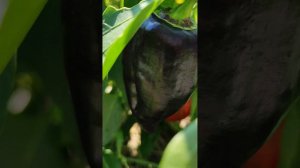 Сиреневый блеск. Низкорослый сорт сладкого перца от Аэлиты