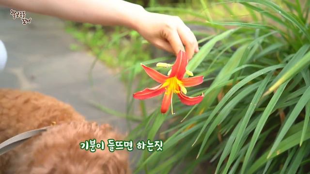 개딸 강아지와 아부지가 하는 달콤 쌉싸름(?) 데이트ㅋㅋㅋ 넘 예쁜 토이푸들 강아지 영상~ㅎㅎㅎ смотреть онлайн