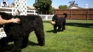 ✔  Русский чёрный терьер, плюсы и минусы породы. Особенности содержания черныша (собаки Сталина)