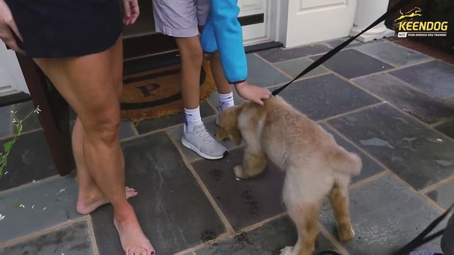 15 Week Old Golden Retriever Puppy Prodigy Callie