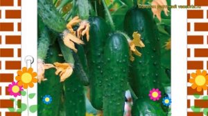 Огурец Балконный (Огурец). Краткий обзор, описание характеристик, где купить семена cucumis sativus