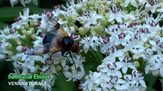 Sambucus ebulus (velenosa) toxic смотреть онлайн