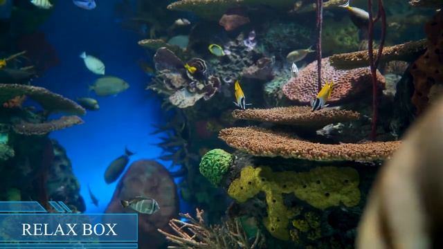 Relax Box Музыка Релакс Рыбки Пианино смотреть онлайн