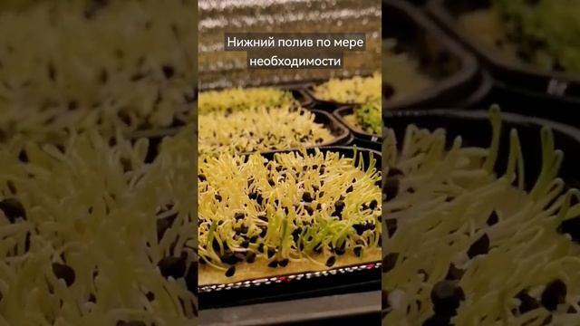 Когда луку пора на свет! #лук, #зелень, #микрозелень смотреть онлайн
