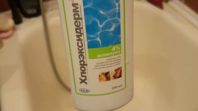 Обычный вечер французского бульдога: чистим уши, лечим лапы + бонус смотреть онлайн