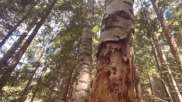 Работа дятла #грибы2023 #сборгрибов # смотреть онлайн