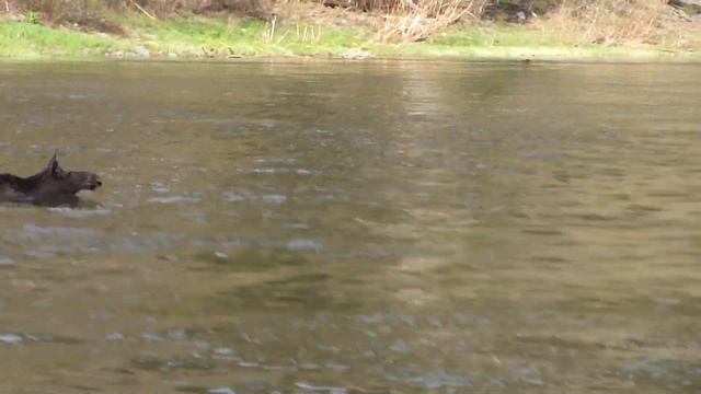 Мана в зоне действия репитера R-5 смотреть онлайн