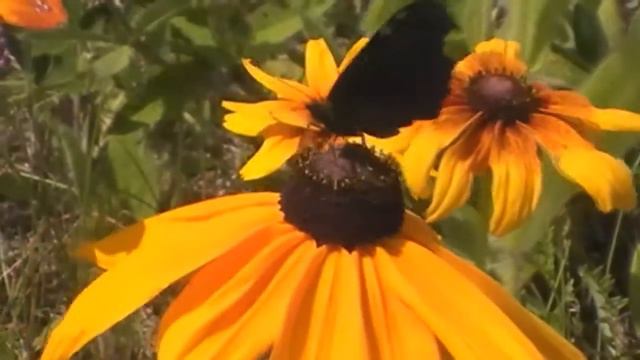 Влюбленная в Лето! In love with Summer! смотреть онлайн