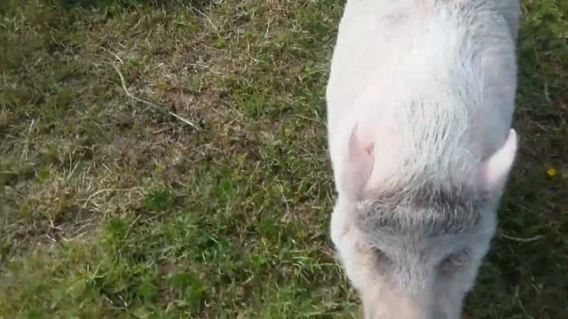 Прогулка ласковой свинки Нюши. смотреть онлайн