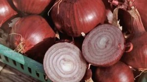 Лук красный — сорта