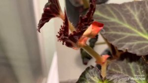 #Бегония#Проращивание клубня Бегонии#Перевалка подросшей Бегонии в большое кашпо.