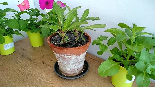 ГОМФРЕНА - ЛЕГКО! Как ухаживать за гомфреной? Рассаде два месяца смотреть онлайн