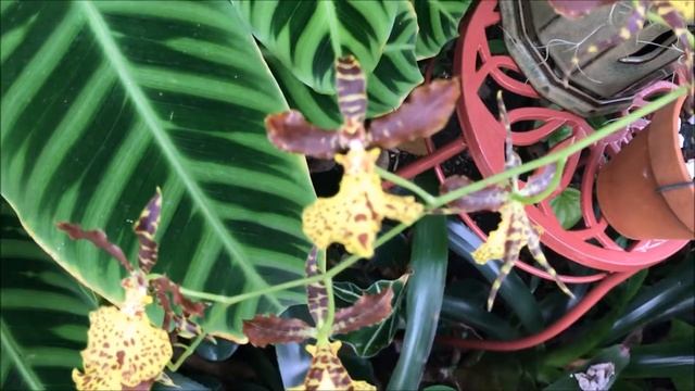 Monstrous Bulbophyllum phalaenopsis смотреть онлайн