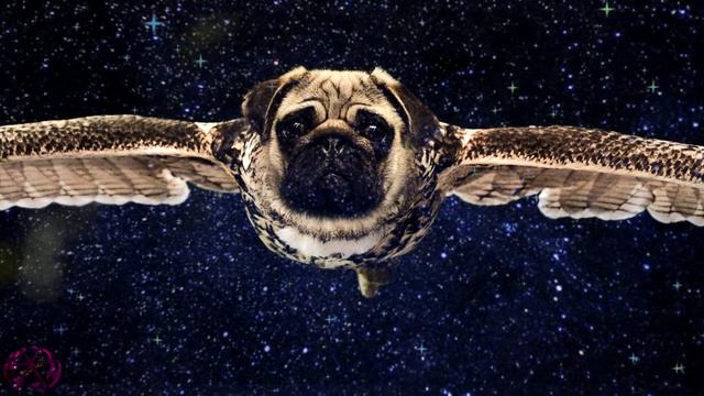 #КОШКИ/Читает Сияна Бондарева. 7 лет 🐱🐠🐕 смотреть онлайн