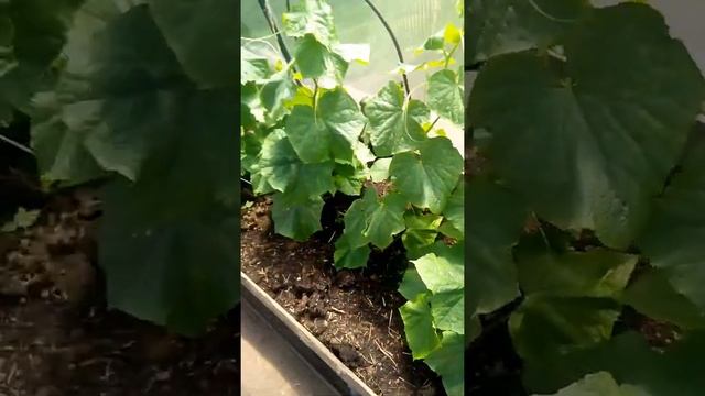 Огород ВеСёЛоГо ОгУРцА