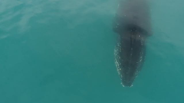 Megaptera Novaeangliae, Kambur Balina, The Humpback Whale In Livingston Island (Antarctic Peninsula