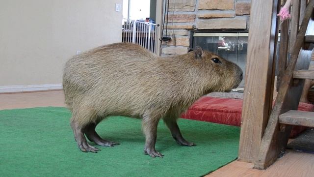 Dog and Capybara 3 смотреть онлайн