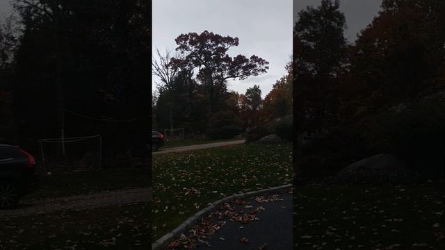 13# красивые места Нью-Йорка #нашивсша #ньюйорк #инсталлер смотреть онлайн