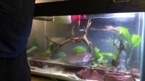 ПОСАДКА РАСТЕНИЙ В АКВАРИУМЕ