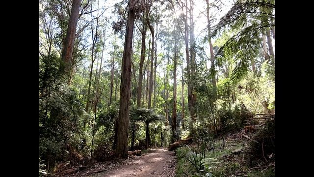 The Dandenong Ranges смотреть онлайн