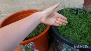 Тимьян овощной медок.