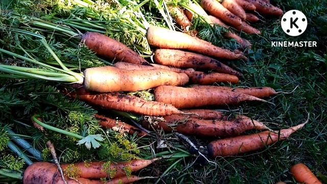 Сохраняю овощи до нового урожая. смотреть онлайн