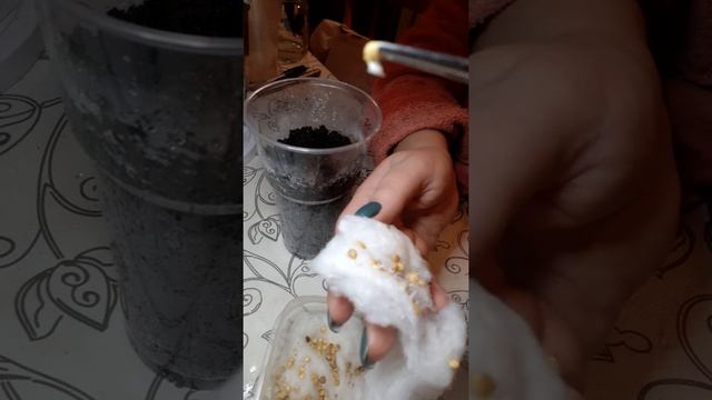 посадка перцев гогошар в стакан смотреть онлайн